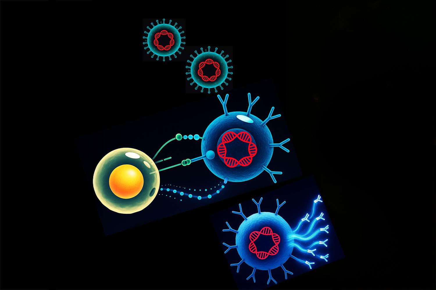 Infekcja wirusem Epsteina-Barr może powodować, że limfocyty B (na ilustracji oznaczone na niebiesko), będące komórkami układu odpornościowego odpowiedzialnymi za produkcję przeciwciał, aktywują inne limfocyty B, które produkują przeciwciała skierowane przeciwko białkom i DNA obecnym w komórkach całego organizmu.