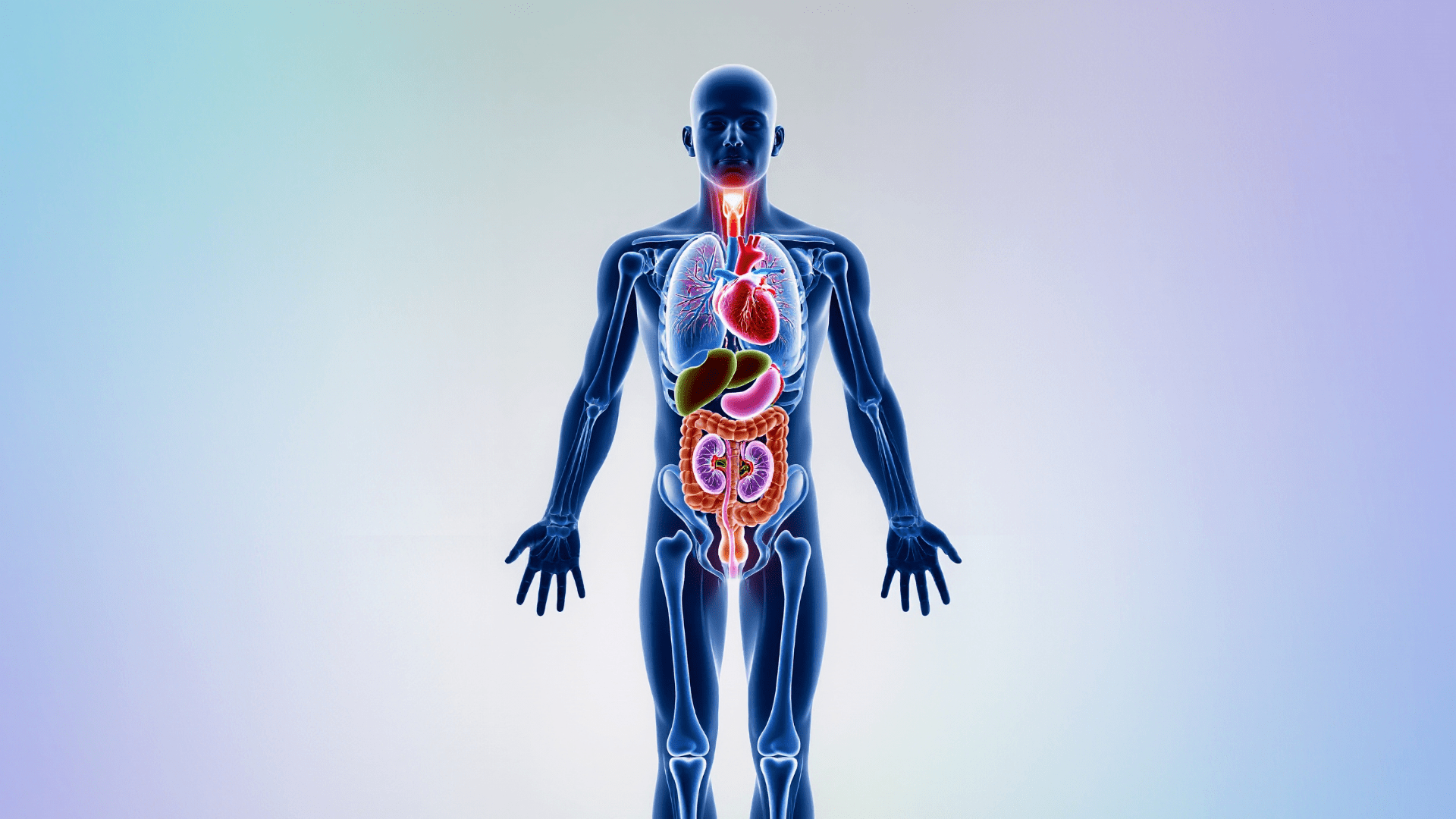 Trójwymiarowa wizualizacja anatomii ludzkiego ciała z wyraźnie zaznaczonymi narządami wewnętrznymi: sercem, płucami, wątrobą, żołądkiem, jelitami i nerkami.