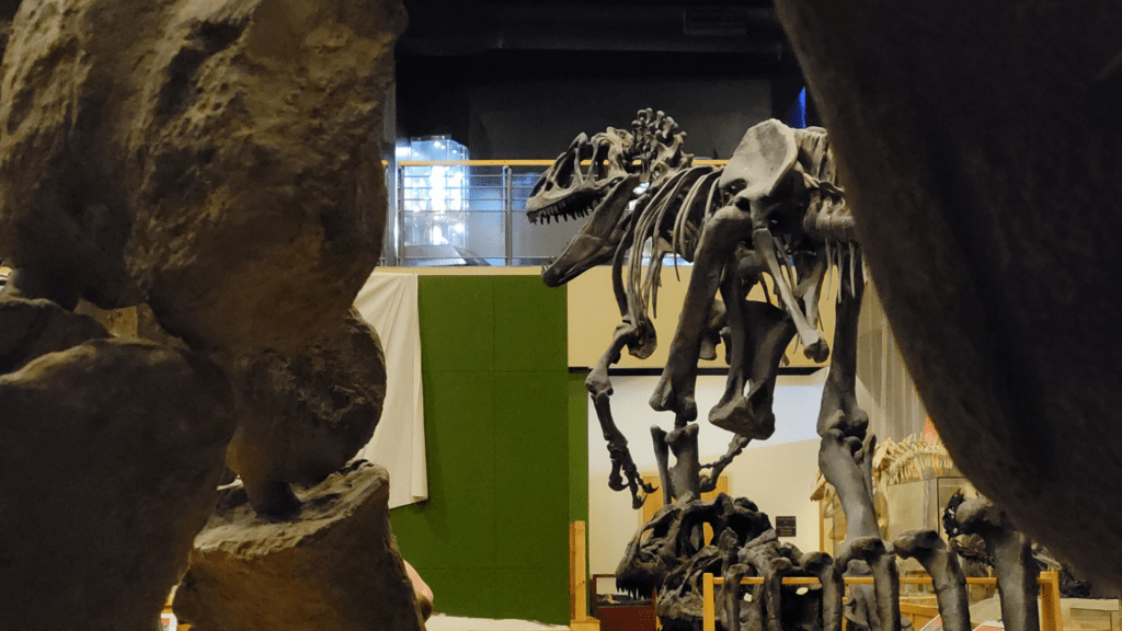 Szkielet dużego, drapieżnego dinozaura z ostrymi zębami, częściowo przesłonięty przez rozmyte elementy na pierwszym planie, widoczny w scenerii muzealnej.