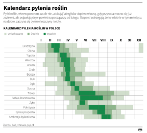 Kalendarz pylenia roślin w Polsce, prezentujący miesięczne okresy i intensywność pylenia dla kilkunastu gatunków roślin, od leszczyny do ambrozji bylicolistnej. Intensywność oznaczono na trzech poziomach: umiarkowanym (jasny zielony), średnim (zielony) i wysokim (ciemny zielony). Pylenie, wbrew powszechnym opiniom, rozpoczyna się już w lutym od leszczyny i olchy.