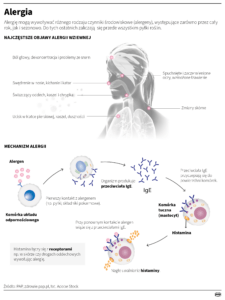 Szczegółowa infografika wyjaśniająca alergię, jej objawy i mechanizm. Górna część przedstawia najczęstsze objawy alergii wziewnej, wizualizowane na stylizowanej sylwetce człowieka: ból głowy, problemy ze snem, opuchnięte i zaczerwienione oczy, katar, swędzenie w nosie, świszczący oddech, kaszel, chrypka, ucisk w klatce piersiowej oraz zmiany skórne. Poniżej, diagram ilustruje mechanizm alergii na poziomie komórkowym: pierwszy kontakt z alergenem (np. pyłki) prowadzi do produkcji przeciwciał IgE przez komórkę układu odpornościowego. Te przeciwciała przyczepiają się do komórek tucznych (mastocytów). Przy ponownym kontakcie z alergenem, wiąże się on z przeciwciałami IgE na mastocytach, co powoduje nagłe uwolnienie histaminy. Histamina łączy się z receptorami, wywołując objawy alergiczne.