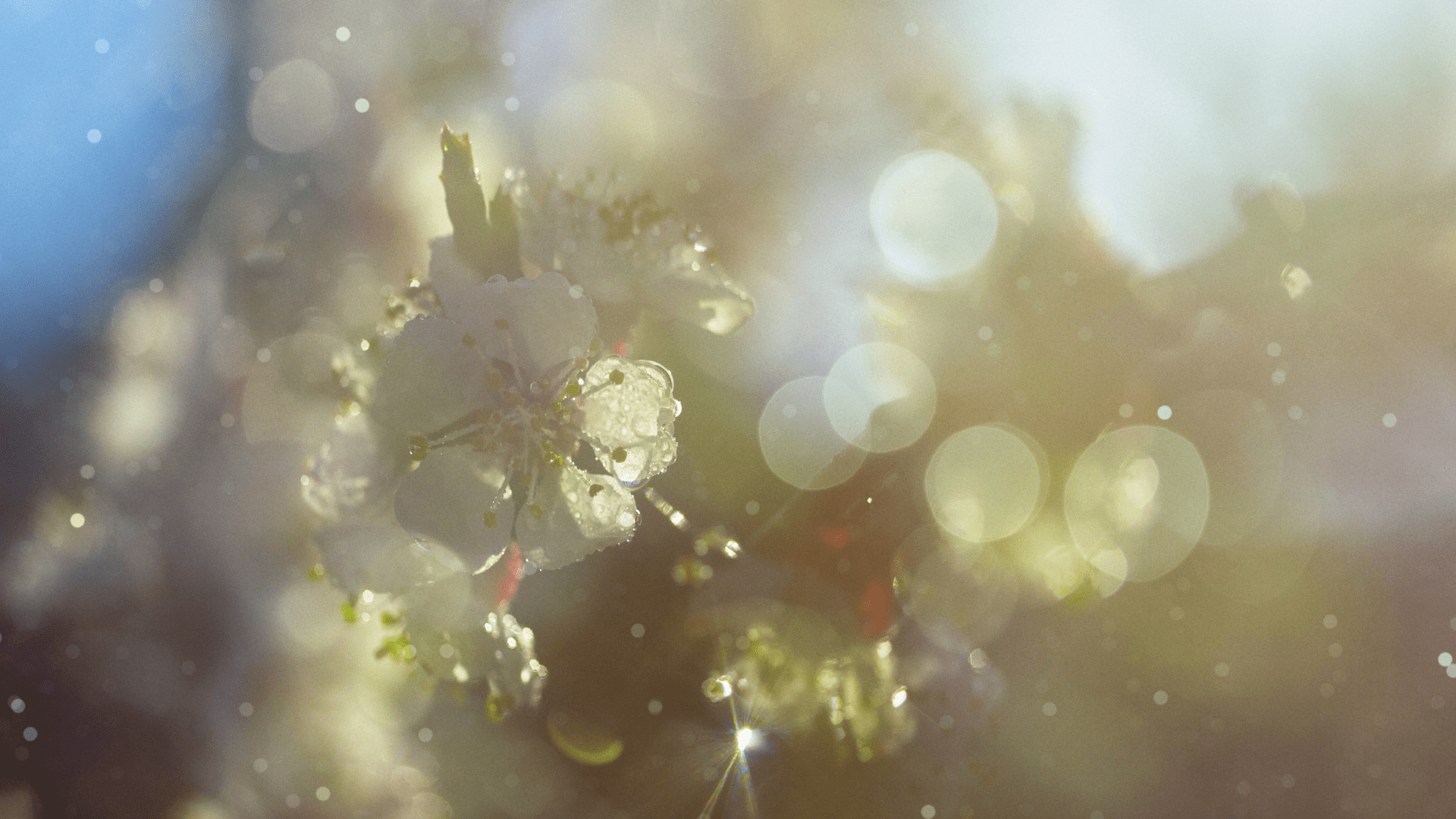 Białe wiosenne kwiaty pokryte błyszczącymi kroplami wody na rozmytym tle z efektami bokeh. Po lewej błękitne tło, po prawej ciepłe, złote światło.